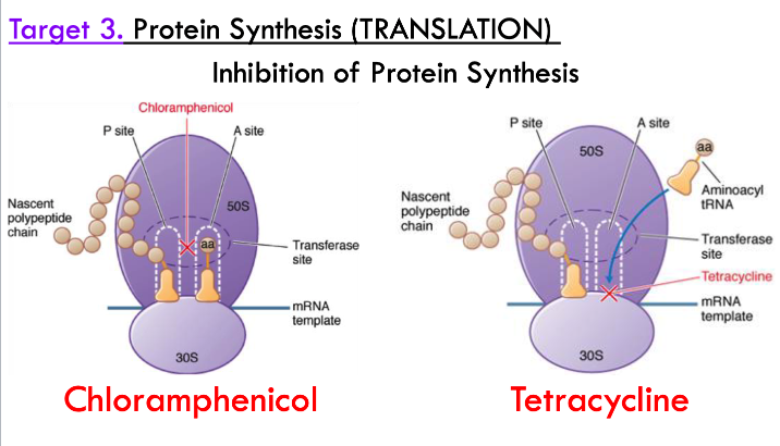 <p>chloramphenicol blocks peptide linkages </p><p>tetracycline sits in the tRNA pocket to block peptide lengthening</p>