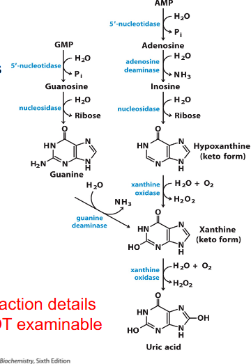 <p>Catabolism of Purines: Formation of Uric Acid</p>