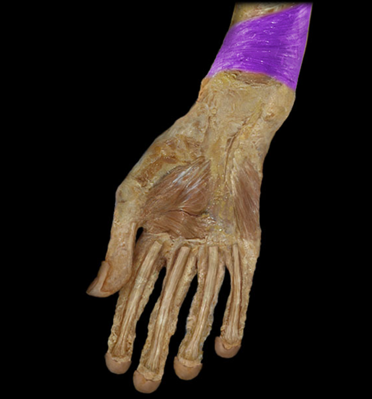 <p>Pronator quadratus</p>