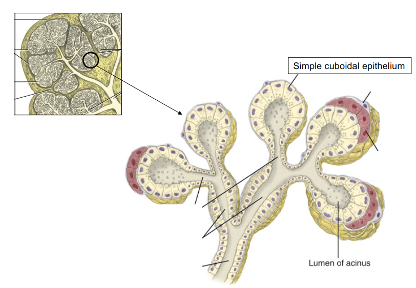 <p><strong>Acini</strong> are small, rounded clusters (like grapes) of <strong>secretory cells</strong> in a gland.</p><ul><li><p>Located at the terminal part of gland connecting to the ductal system </p></li></ul><ul><li><p>Single layer of CUBOIDAL epithelial cells surrounding a lumen (central opening) </p></li><li><p>Saliva is deposited into the lumen </p></li></ul><p></p>