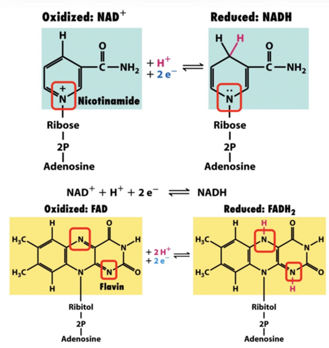 <p>NADH/FADH₂ → ETC → O₂</p><p>**reduced NADH/FADH₂ carry high energy e⁻**</p>
