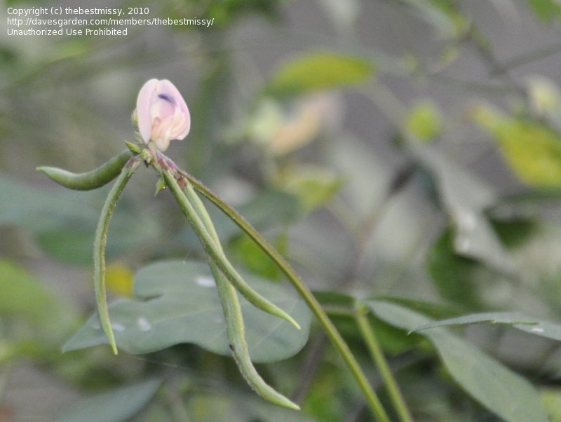 Family: Fabaceae

SN: Strophostyles helvola