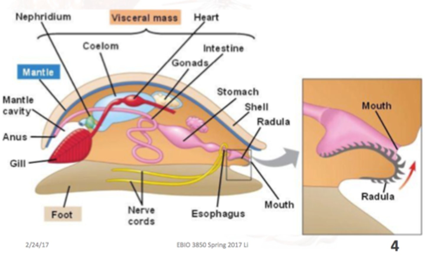 <p>This idea suggests that the diversity of molluscs came about modifications from a single ancestor. All molluscs the same body plan plus or minus a few characteristics but modified in diverse ways.</p>