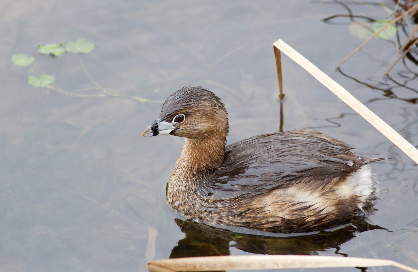 <p>Pied-billed Grebe</p><p>Podilymbus podiceps</p><p>Podicipedidae</p><p>Podicipediformes</p><p>PBGR</p><p>Know call</p>
