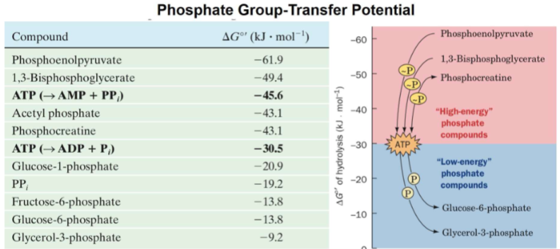 <ul><li><p>look at release of phosphoro groups</p></li><li><p>-: exergonic</p></li><li><p>know how to interpret table </p></li><li><p>most negative -61.9 (higher potential)</p></li><li><p>making ATP</p></li><li><p>ex Q: which of compounds would atp be used to make</p></li></ul><p></p>