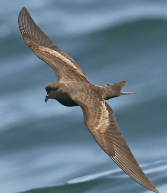 <p>Pelagic Ocean Waters</p>