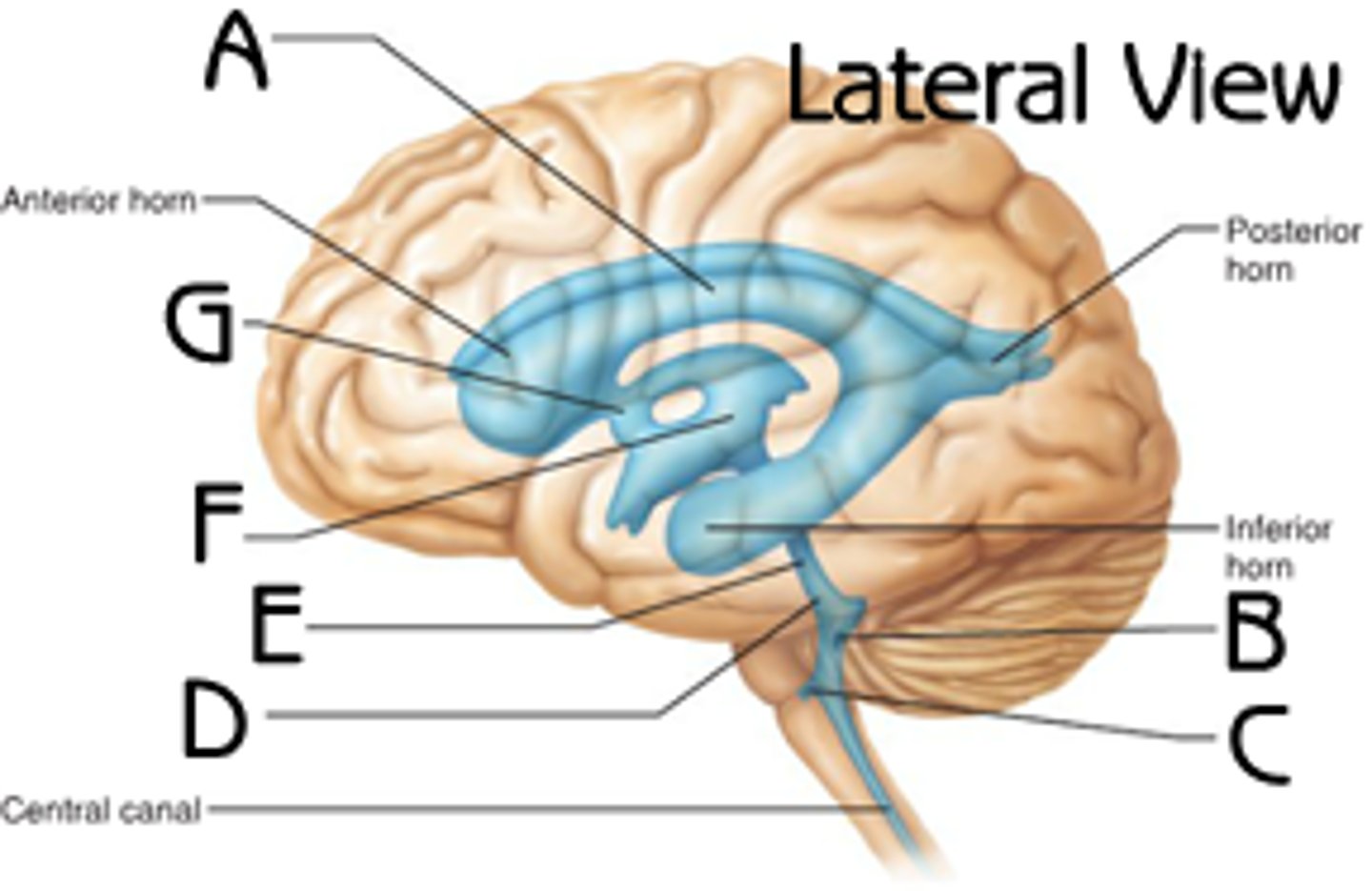 <p>The cavities within the brain are called ____________</p>