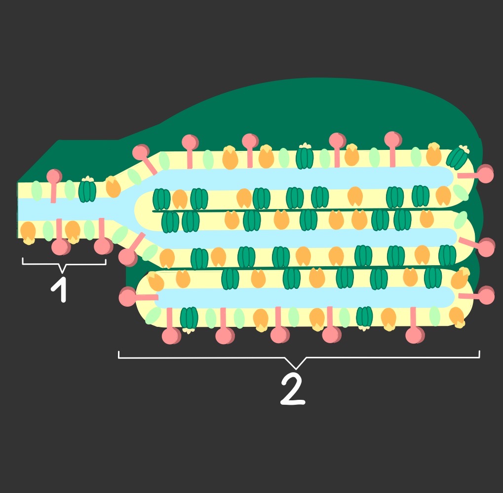 Aufbau der Thylakoidmembran