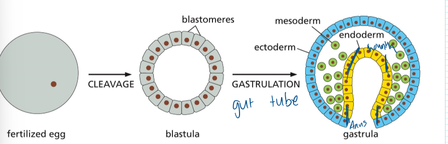 <p>ectoderm, mesoderm and endoderm</p>