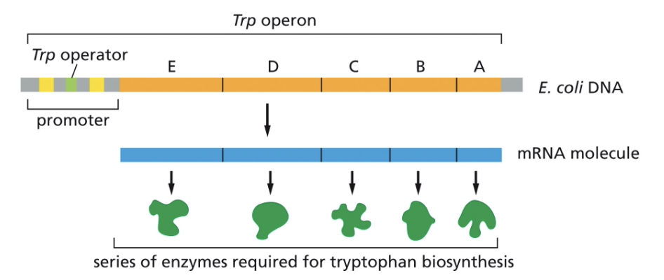 <ul><li><p>PROKARYOTIC GENES</p></li><li><p>THE TRP (TRYPTOPHAN) OPERON IS AN EXAMPLE OF OPERONS </p></li></ul><p></p>