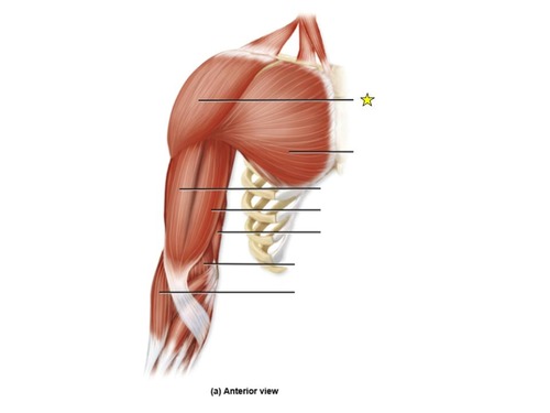 <p>identify the muscle</p>