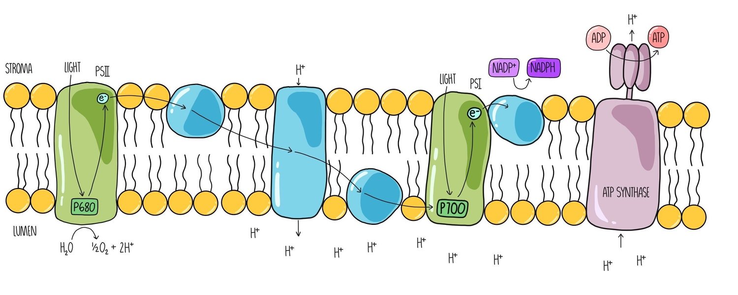 <p>1. Light energy is absorbed by PS2</p><p></p><p>2. The light energy excites electrons inside the chlorophyll molecule.</p><p></p><p>3. The electrons then move to a higher energy level (become excited)</p><p></p><p>4. This releases the electrons from the chlorophyll</p><p></p><p>5.The high energy electrons then move along the electron transport chain towards PS1</p><p></p><p>6. As excited electrons leave PS2 to move along the ETC they must be replaced</p><p></p><p>7. The electrons from photolysis replace the high-energy electrons lost by PSII</p><p></p><p>8. The excited electrons lose energy as they move along the ETC</p><p></p><p>9. This energy is used to pump protons across the thylakoid membrane into the thylakoid space via proton pumps</p><p></p><p>10. The thylakoid now has a higher concentration of protons compared to the stroma so it forms a proton gradient across the membrane</p><p></p><p>11. Protons move down the conc grad into the stroma, via ATP synthase (chemiosmosis)</p><p></p><p>12.  The energy from this movement combines ADP and an inorganic phosphate to form ATP</p><p></p><p>13. Light energy is then absorbed by PS1</p><p></p><p>14. This excites another electron which is <span>passed along the rest of the electron transport chain.</span></p><p></p><p>15. These electrons are then transferred to NADP along with a proton from the stroma to form NADH</p><p></p><p>16. The ATP and reduced NADP move into the stroma for the light independent reaction.</p>