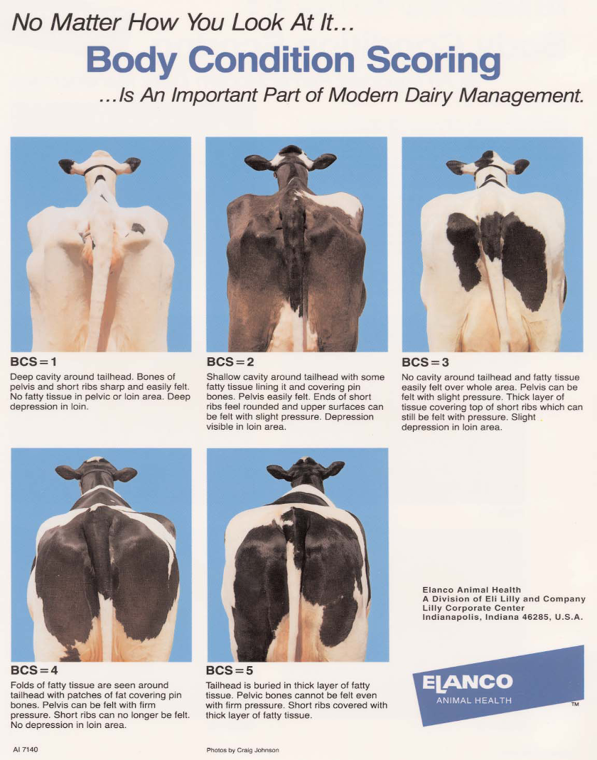 <ul><li><p>A method used to assess an animal's fat reserves and overall health, critical to dairy cow management.</p></li><li><p><span>No ideal body condition score- just range of desirable scores depending on individual animal and stage of lactation</span></p></li></ul><p></p>