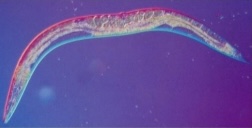 <p>roundworm</p>