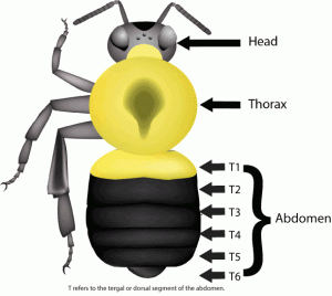 <p>Tergum/terga/“T” = Abdominal segments</p><p>T1 is short</p><p>Basal = near the base (closest to thorax, T1), apical = near the apex (closest to sting)</p>