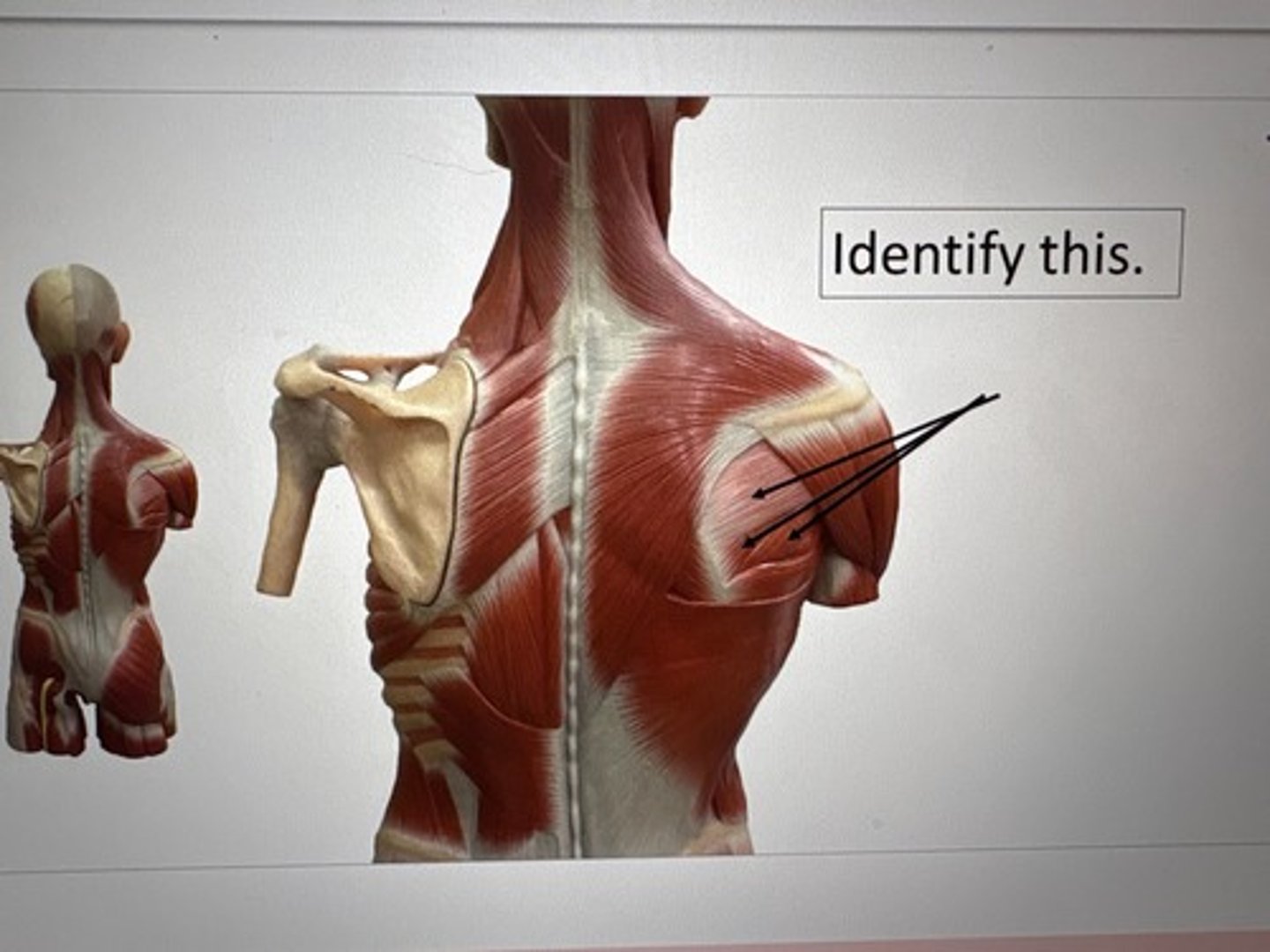 term image