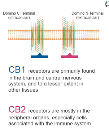 <ul><li><p><strong>CB1</strong>: CNS (hippocampus, amygdala, cortex) – linked to psychoactivity, addiction.</p></li><li><p><strong>CB2</strong>: Immune system – anti-inflammatory and immune regulation.</p></li></ul><p></p>
