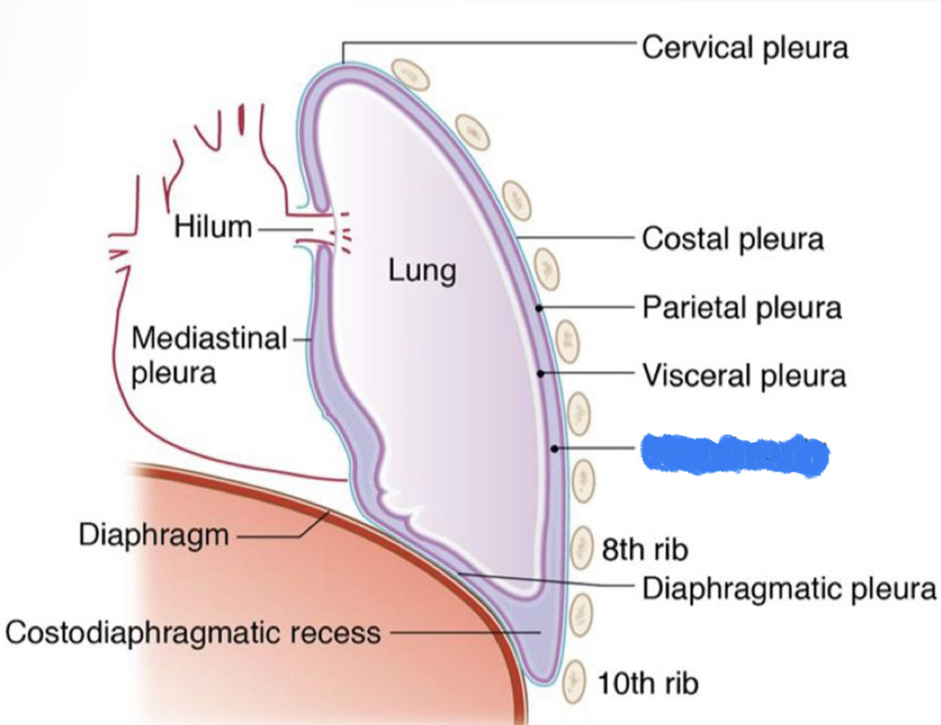 What structure is highlighted in blue?