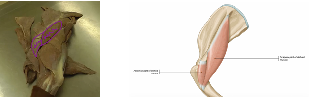 <p><span>Shoulder Region</span></p>