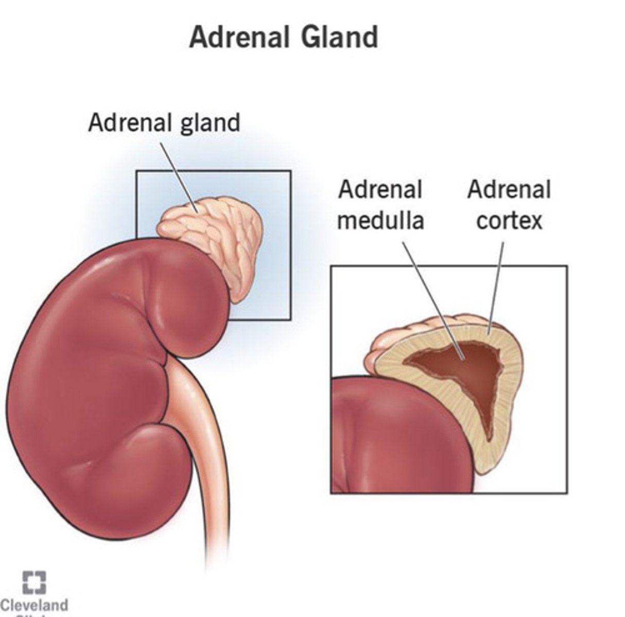 <p>Adrenal</p>