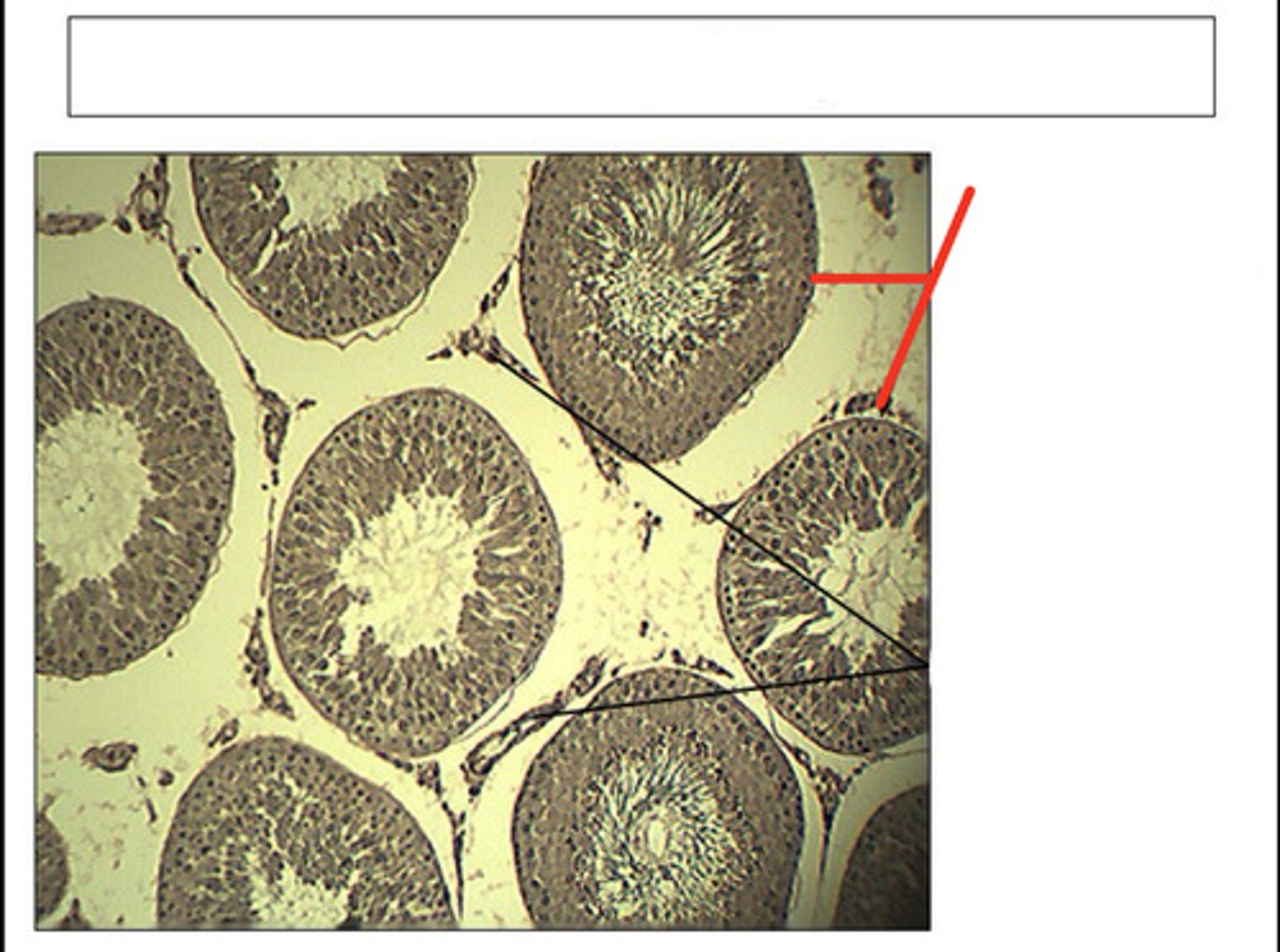<p>identify this structure and organ</p>