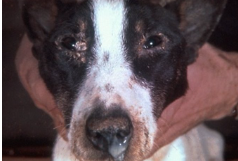 <p>What disease does this dog have</p>