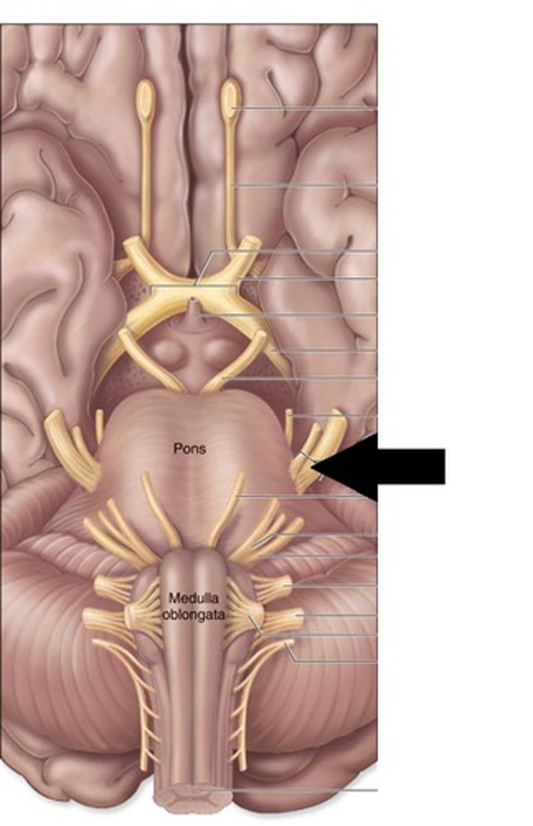 <p>regulates sensory input from head &amp; face, governs chewing</p>