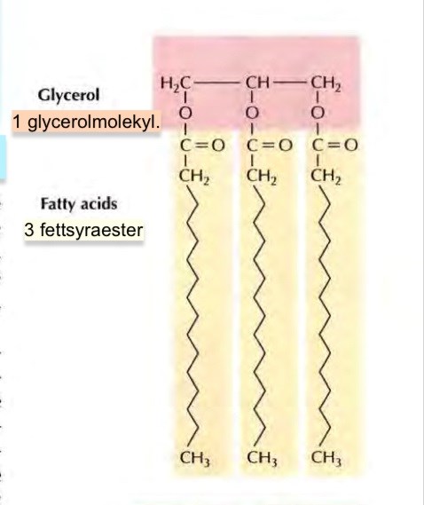 <p>Lagring av energi </p><p>Uppbyggt av 1 glyserol och 3 fettsyror </p>