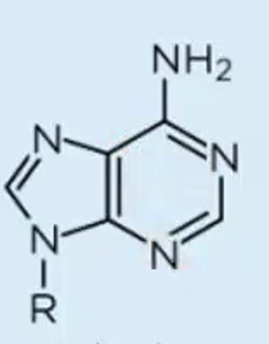 <p>purine with one NH2 substituent; lacks carbonyl substituent unlike the other purine in DNA & RNA, guanine</p>