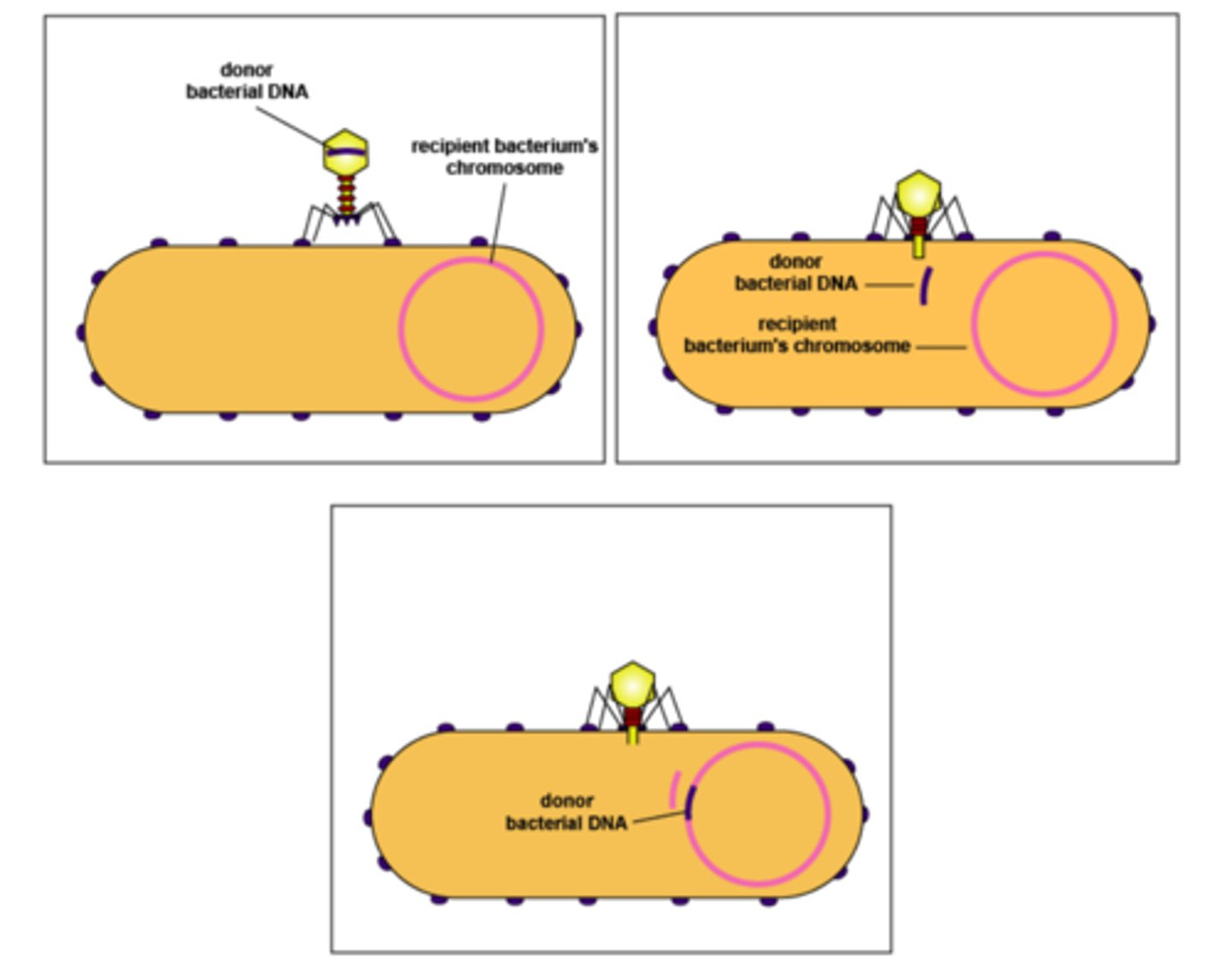 <p>transduction</p>