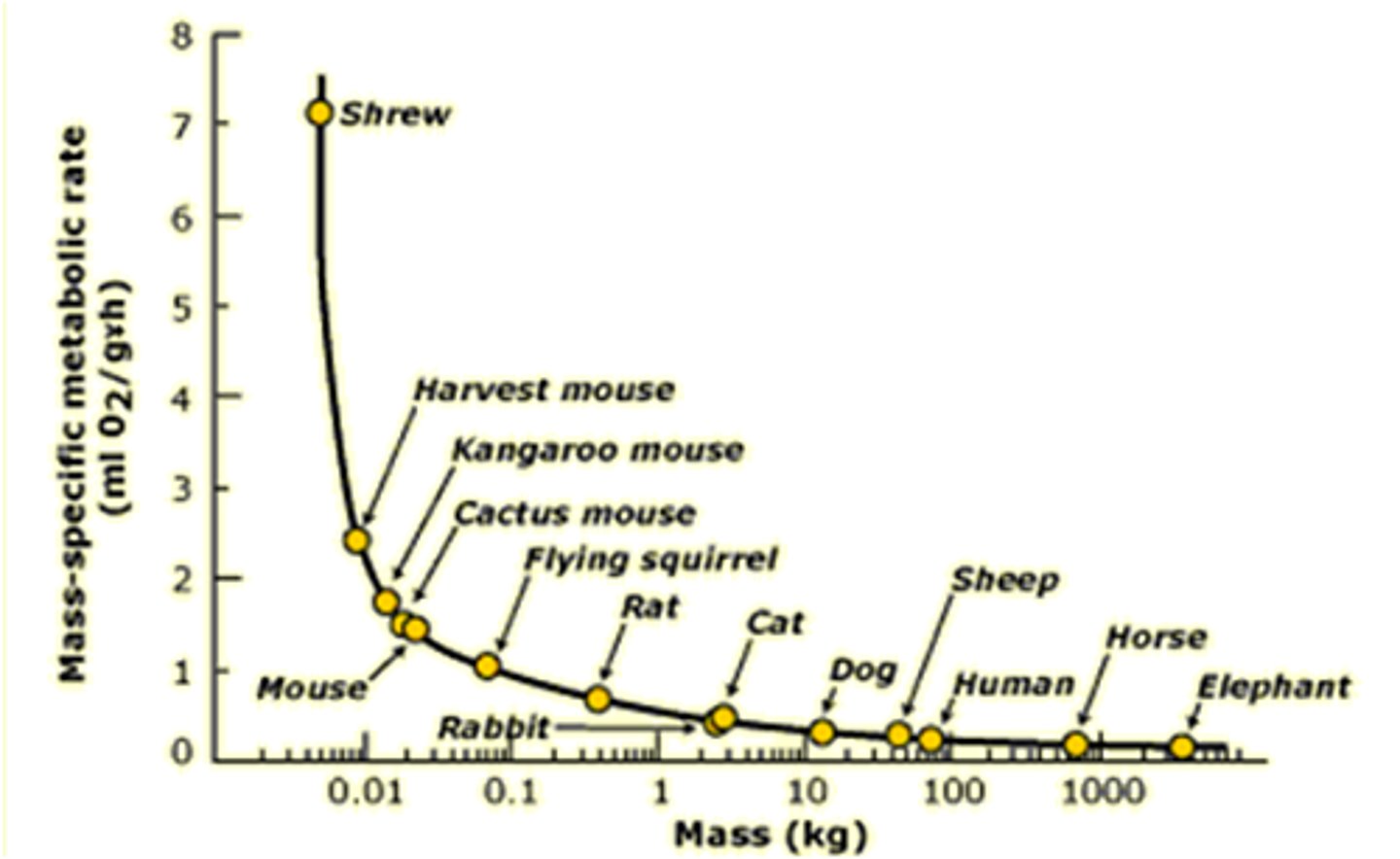 <p>body's resting rate of energy expenditure</p>