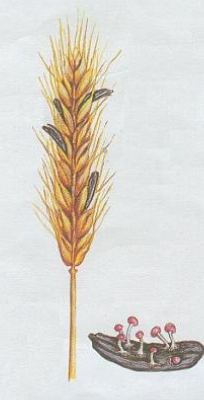term image