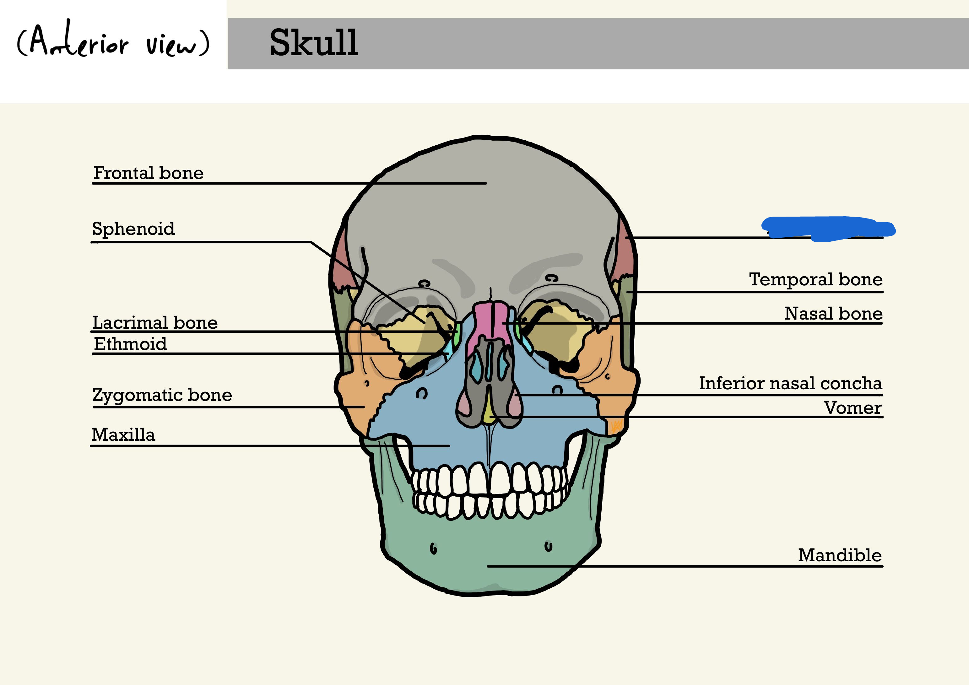 <p>what is the marked out lines bone? (anterior view)</p>