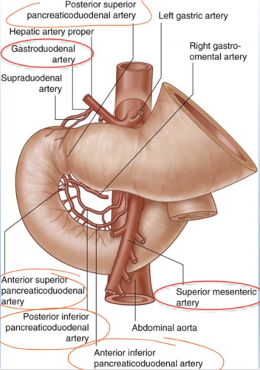 <p>By branches from both the celiac trunk and SMA.</p><p>- Gastroduodenal a</p><p>- Post. superior pancreaticoduodenal</p><p>- Ant. superior pancreaticoduodenal</p><p>- Post. inferior pancreaticoduodenal</p><p>- Ant. inferior pancreaticoduodenal</p><p>- Superior mesenteric artery</p>