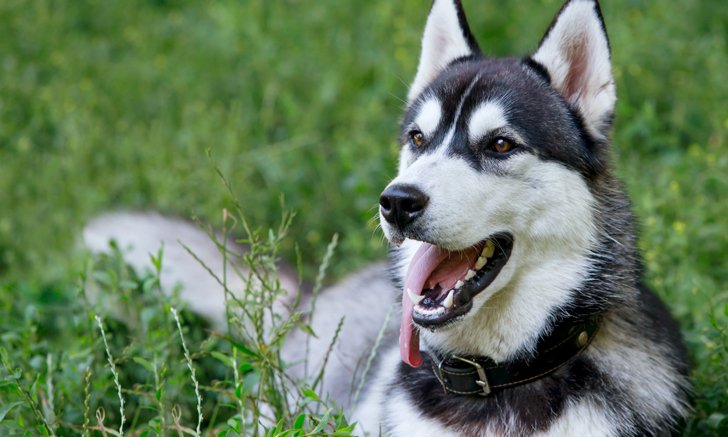 <p>Siberian Husky</p>