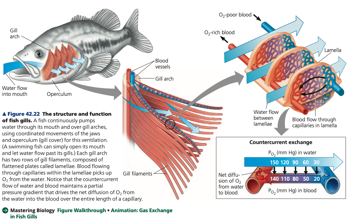 <p><strong>Gills (Aquatic Animals)</strong></p><ul><li><p>To maximize gas exchange efficiency, the arrangement of blood capillaries in fish gills and the flow of water over the gills allow <strong>_______ exchange</strong></p><ul><li><p>Blood flows in the opposite direction to the water flowing over the gills.</p></li><li><p>As blood enters a gill capillary, it meets water that has already passed over the gill</p></li><li><p>Although it has lost much of its dissolved oxygen, this water still has a ____ PO2 than incoming blood, and oxygen is exchanged from water to blood</p></li><li><p>As blood moves over the gill, its PO2 increases, but so does the PO2 of the water it encounters</p></li><li><p>A partial pressure gradient favors the diffusion of oxygen from water to blood along the length of the capillary</p></li></ul></li></ul>