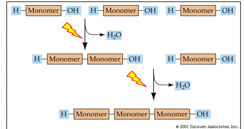<ul><li><p>Polymerization of monomers </p></li><li><p>Anabolic </p></li><li><p><strong>In: energy</strong> (<strong><u>endergonic</u></strong> react.) </p></li><li><p><strong>Out: water<span> </span></strong></p></li></ul><p></p>