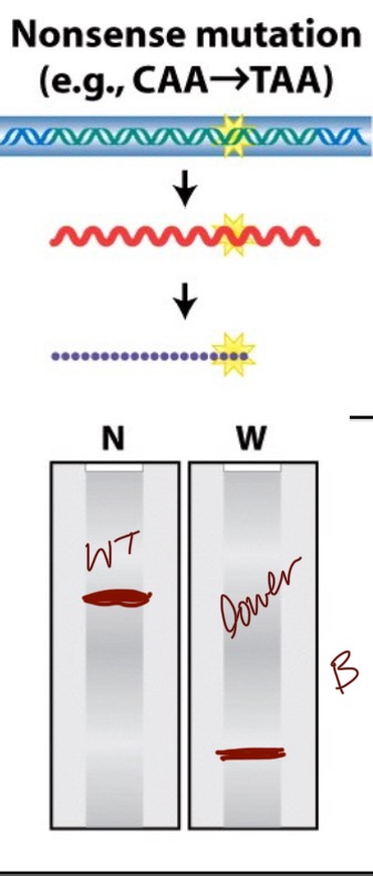 <p>The northern blot appears to be wildtype but the western blot is lower on the gel than the wildtype. This is because an RNA sequence is still formed of the same length but the STOP codon at the wrong location cuts the protein short. </p>