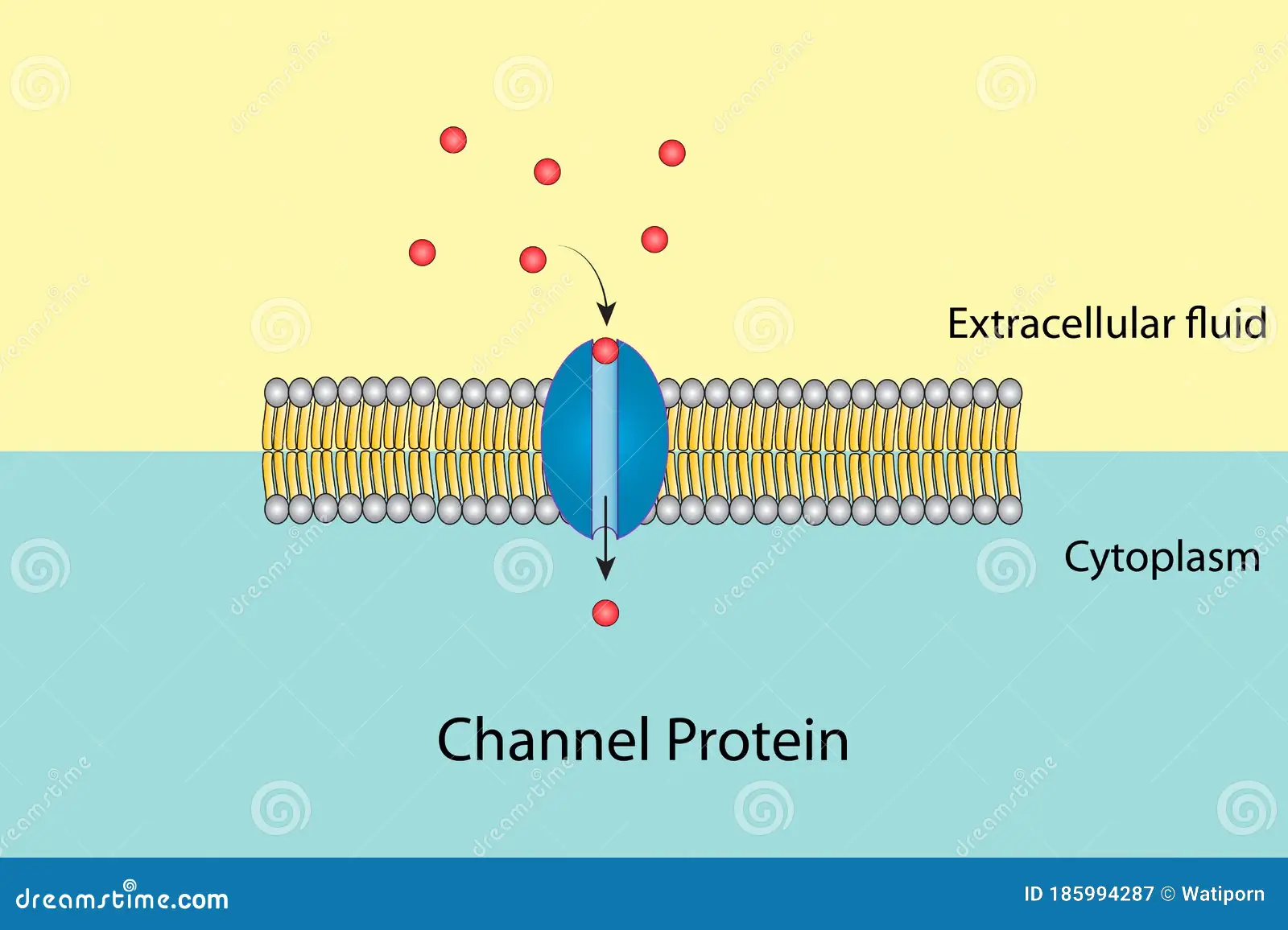 <p>proteins form small openings for molecules to diffuse through</p>