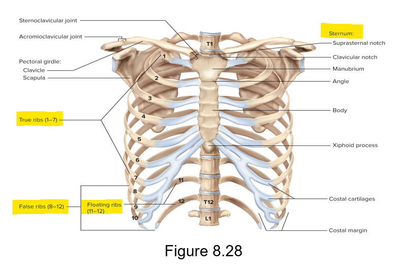 <p>Consists of thoracic vertebrae, sternum and ribs; protects important organs </p>