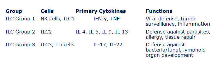 <p>ILC 1, NK CELLS, ILC1, IFN-Y, TNF, viral defense, tumour surveillance, infammation</p><p>ILC2, ILC2, IL-4, IL-5, IL-9, IL-13, defense against parasites, allergy, tissue repair<br>ILC3, LTi cells, IL-17 IL22, defencse against bacteria/fungi, lymphoid organ development</p>
