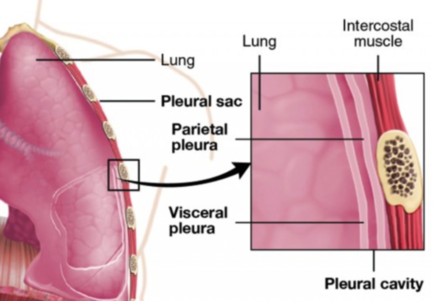 <p>surface of the lungs</p>