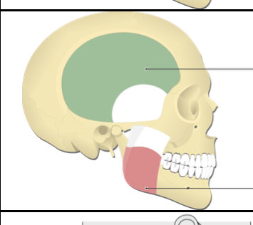 <p>Head Muscle</p>