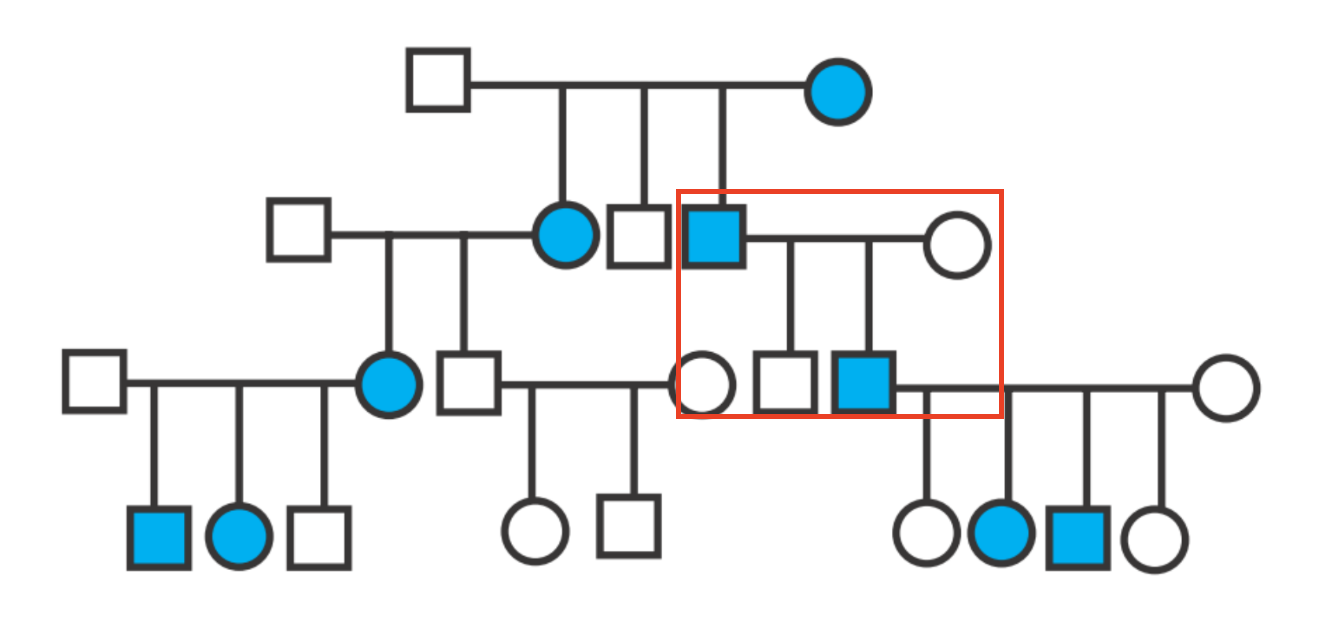 <p>Di truyền trội NST thường</p><ul data-type="taskList"><li data-checked="true" data-type="taskItem"><label><input type="checkbox" checked="checked"><span></span></label><div><p>Ô đỏ: nếu trội X <span data-name="arrow_right" data-type="emoji">➡</span> con trai không thể bị bệnh</p></div></li></ul><p></p>