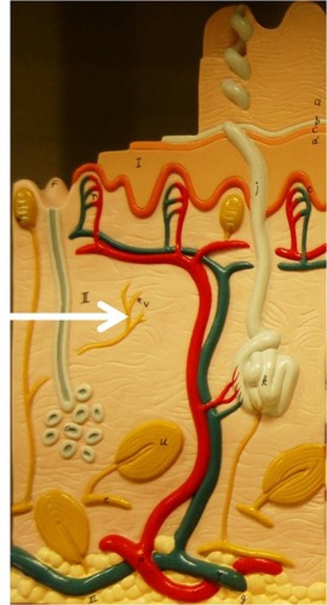 <p>a tiny branch of a nerve cell that gathers information</p>