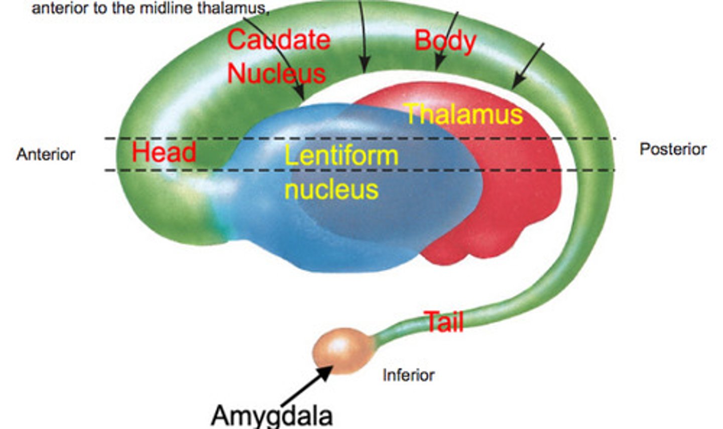 <p>tail of the caudate nucleus</p><p>amygdala</p><p>substantia nigra</p><p>striatum</p>