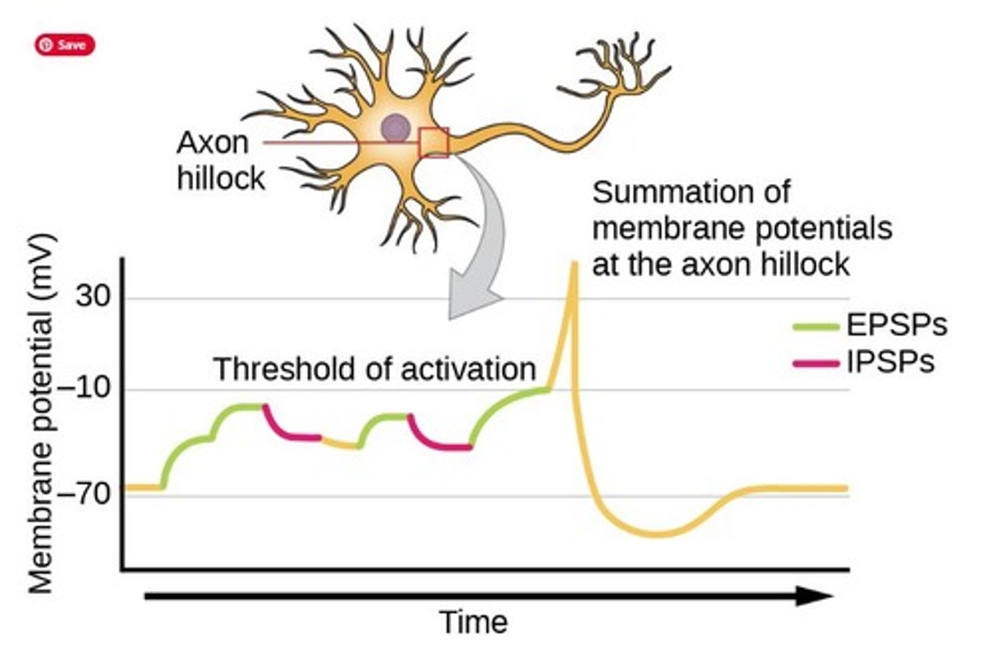 <p>Excitatory postsynaptic potentials (EPSPs) result in depolarization of the postsynaptic neuron.</p>