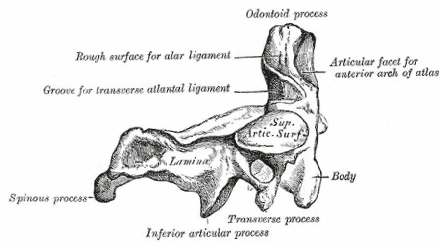 <p>Look for the <u>dens</u></p>