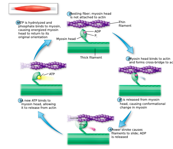 <ul><li><p>Myosin heads are able to hydrolyze ATP into ADP and inorganic phosphate (Pi)</p></li><li><p>Then, Pi is released and the myosin head becomes unphosphorylated, triggering a power stroke</p></li><li><p>After the power stroke, the bound ADP is released: myosin and actin are tightly bound to each other</p></li><li><p>Rigor state</p></li><li><p>Then, a new ATP molecule can bind to the myosin head, allowing it to break its bond with actin</p></li></ul><p></p>