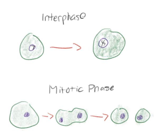 <p>Interphase: It is where the cell spends most of its time</p><p>Grows and develops while preparing for cell division</p><p>Mitotic phase: Mitosis and cytokinesis</p><p>When the cell divides</p>